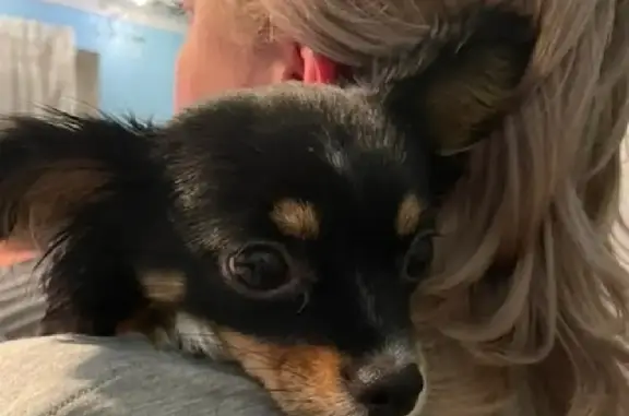 Потерянные животные Рязань, фото: Пропала собака в Рязани: чихуахуа в бежевой курточке на улице Кудрявцева