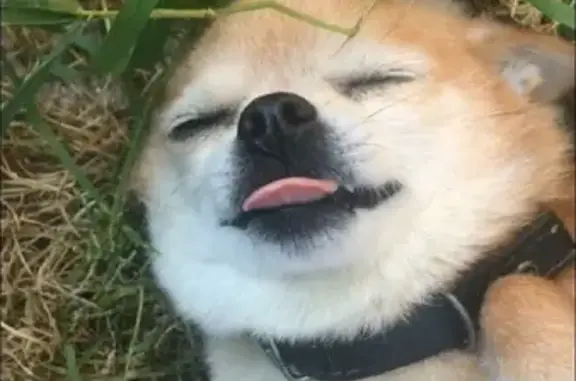 Собаки потеряшки, Тверь, фото: Потеряшка собака в Вышнем Волочке, Магистральная 44