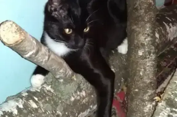 Кошки потеряшки, Москва, фото: Потеряшка кот Жора на Люблинской улице, Москва