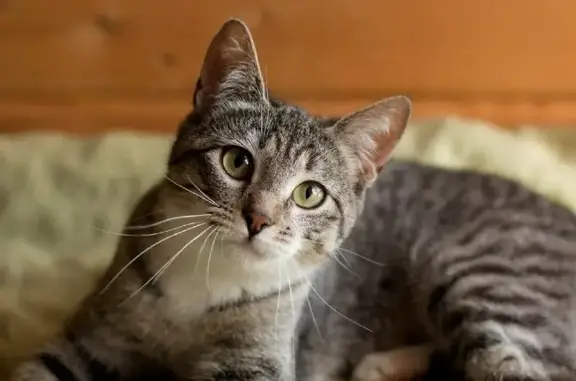 Найдена кошка на Одесской, 25 в Москве
