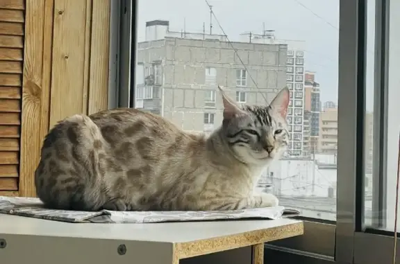 Объявления о пропавших и найденных животных, Москва, фото: Пропала кошка Бенгал на Петрозаводской улице, Москва