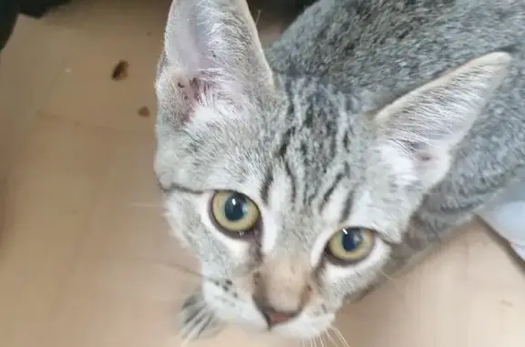Найдена кошка Малышка на Чернореченской 18