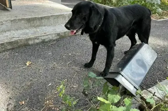 Найдена домашняя собака на Передовом проезде, 1А