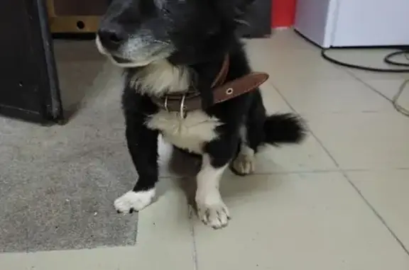 Собака найдена в кофейне на Приволжском бульваре 2