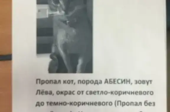 Пропала кошка в Горшково, МО: Котик, 6 лет, светло-коричневый, без 1 клыка, точка на правом глазу.