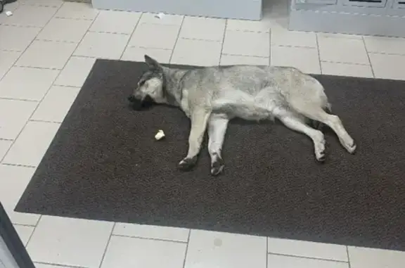 Найдена собака в Екатеринбурге на ул. Колмогорова