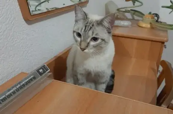 Найдена кошка на Ястынской, 5А в Красноярске