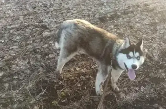 Пропала собака на улице Льва Толстого, 3 в Змеиногорске.
