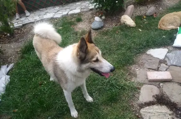 Собака найдена на ул. 4-го Кавалерийского Корпуса, 4 в Борисовке