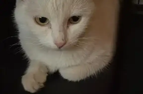 Найдена белая кошка на Озёрной ул. 32к1, Москва