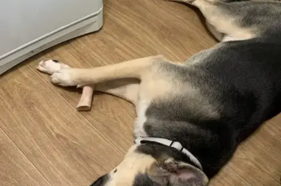 Собаки потеряшки, , фото: Потеряшка собака Джеки возрастом 1,5 года возле Музея под открытым небом, адрес: улица Механизаторов, 3Г, Ханты-Мансийск.