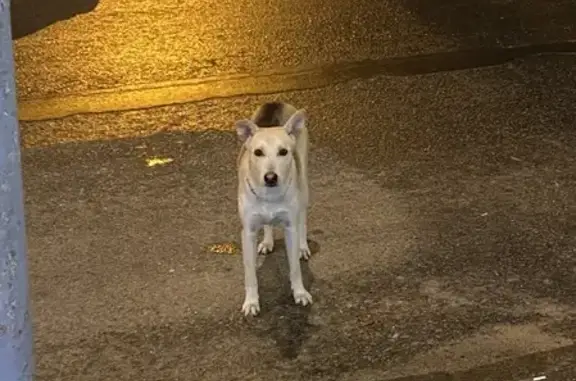 Найденные животные Москва, фото: Собака найдена в Южном Бутово, Южнобутовская 29