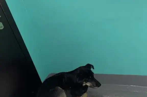 Найдена собака на улице Газовиков, 3 в Тюмени