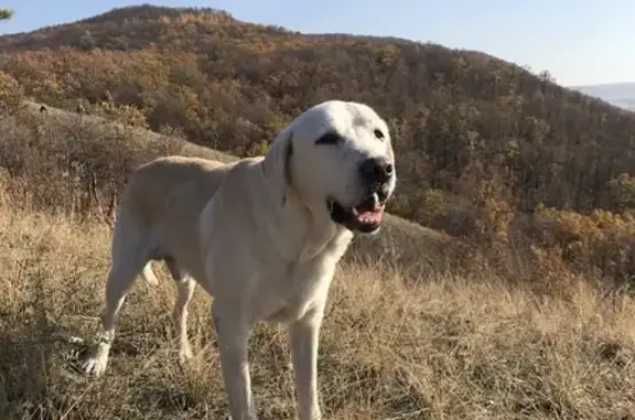 Пропал Лабрадор Жан, 12 лет, на ухе клеймо, ул. Халтурина, Самара