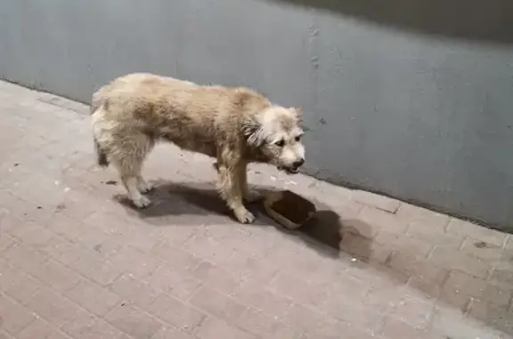 Найдена собака на пр. Ленина, 34 в Мурманске