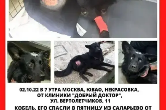 Собаки потеряшки, Москва, фото: Потеряшка пес Шайтан на улице Вертолётчиков, 11, Москва