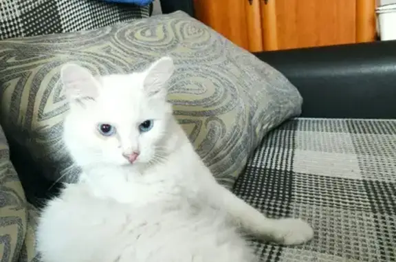 Найден белый кот, 12 к4 Московский