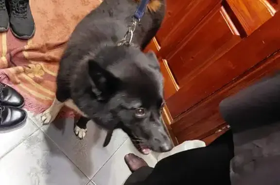 Найдена собака в Коччойяг, Республика Коми