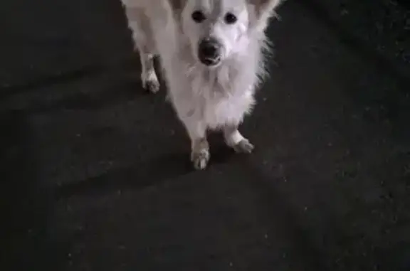 Потерянная белая собака на Юго-Западной, Ульяновск