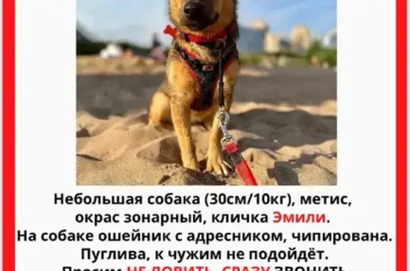 Собаки потеряшки, Санкт-Петербург, фото: Потеряшка собака Метис, Мартыновская улица, СПб