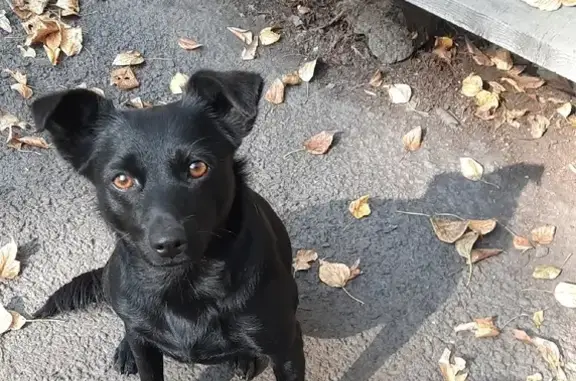 Потерянные животные Новокузнецк, фото: Пропала маленькая черная собака возле магазина Эдем на Металлургов проспект, 4