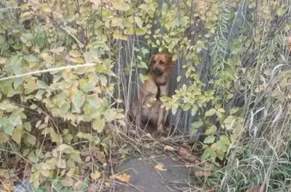Найдена рыжая собака на Вознесенском шоссе, Петрозаводск