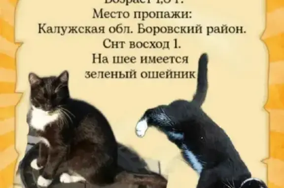 Пропала кошка в Деревне Совьяки, зеленый ошейник 29Н-057