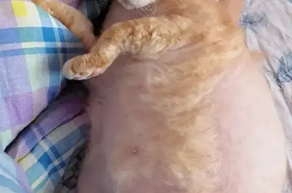 Кошки потеряшки, Набережные Челны, фото: Потеряшка Сфинкс Андрюша, г. Набережные Челны, 56/11