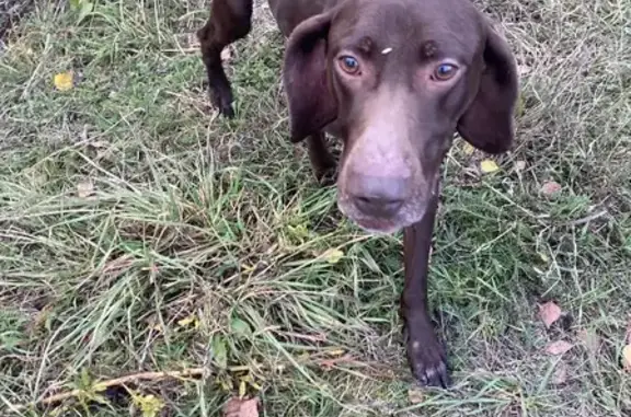 Найдена собака Куртцхаар, Московская область