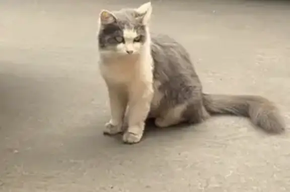 Пропала кошка в Дедовске на ул. 2-ой Пролетарской