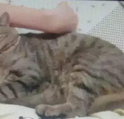 Кошки потеряшки, Ульяновск, фото: Потеряшка кошка 