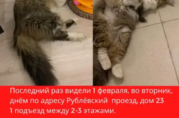 Пропала кошка на Рублёвском проезде, вознаграждение 30 000₽