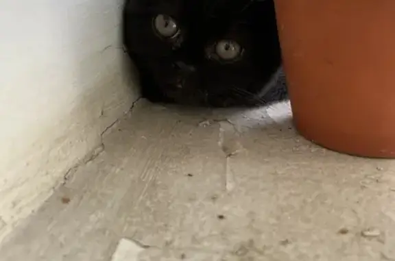 Найден черный котенок в Лыткарино, дом 14