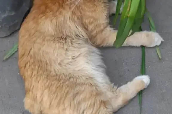 Пропала кошка на Пионерской улице, Самарский район