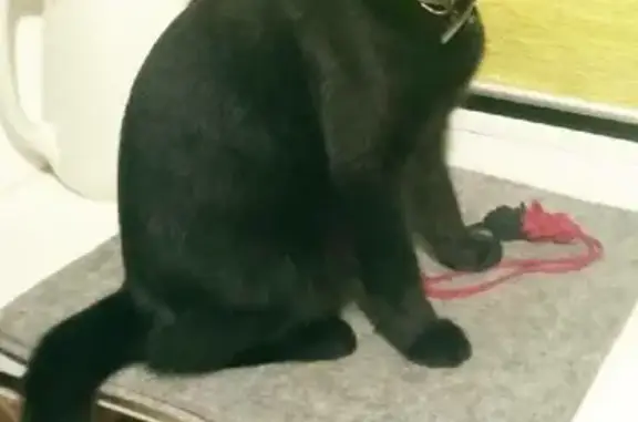 Найдена черная кошка со стразами в Москве