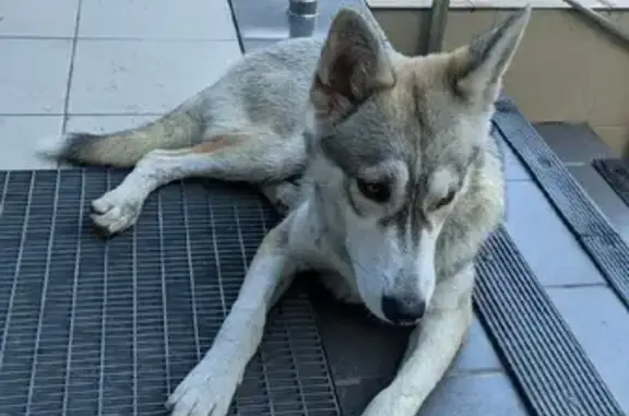 Найдена молодая собака на Сормовской 208 с1, Краснодар