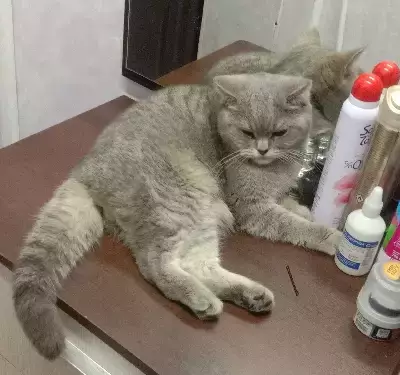 Найдена кошка на Ленинградской, 60 в Боровичах