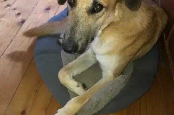 Собаки потеряшки, Москва, фото: Потеряшка собака Вуди на улице Хохлова, Москва.