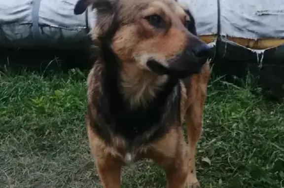 Собака с отлова ищет дом в Прокопьевске, Кемеровской области.