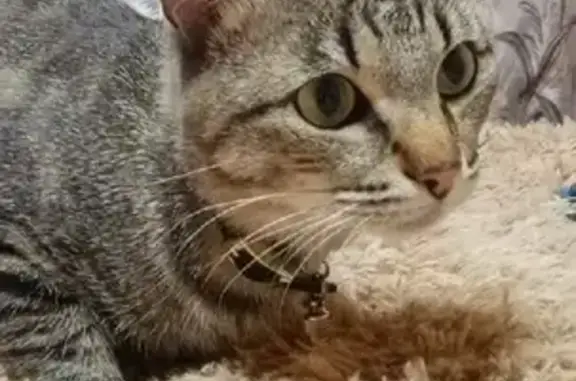 Пропала кошка Лео на Комсомольской, Надым