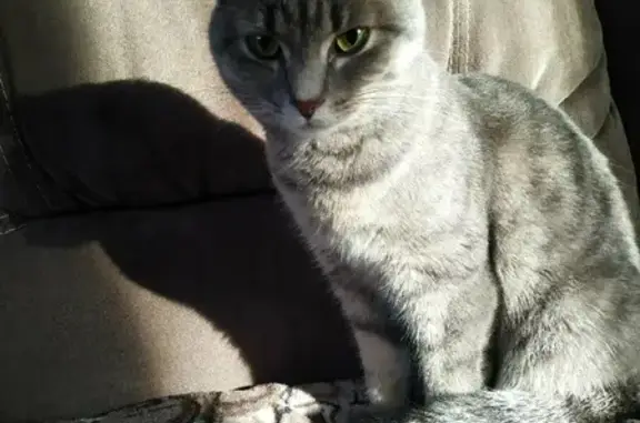 Найдена ласковая кошка на Алтайской, 126 в Томске