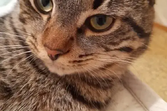 Потерянные животные Набережные Челны, фото: Пропала кошка в Набережных Челнах 10/11