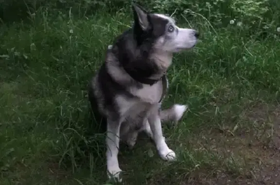 Пропала собака Джесси в лесу Тверской области