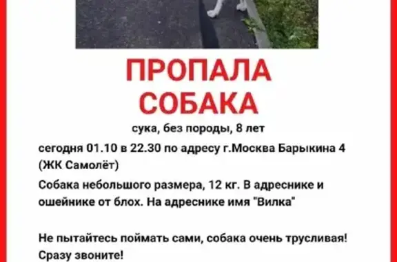 Пропала собака на Лавриненко, Москва