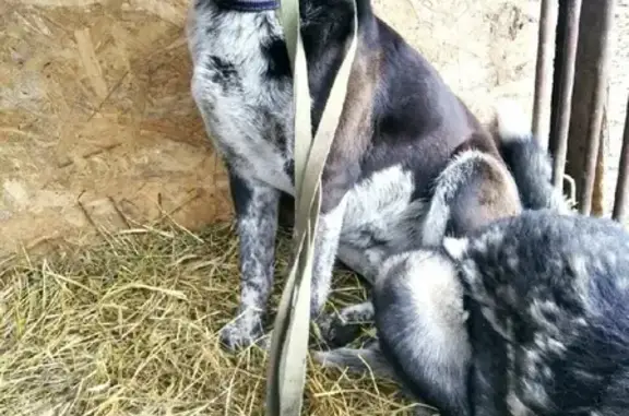 Пропала собака Бой в Липицах, Московская область