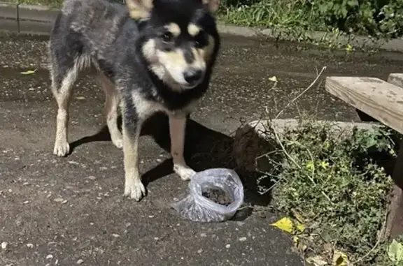 Собака найдена в Костроме.
