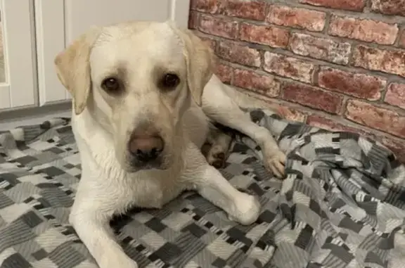 Собака Лабрадор найдена на Ереванской улице, Москва.