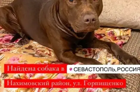 Найдена собака на Горпищенко 96