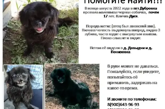 Пропала метис-собака в Брянской обл. (район пгт Дубровка)