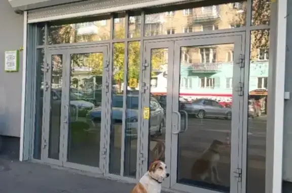 Найдена собака на улице Сурикова, 53, Красноярск.